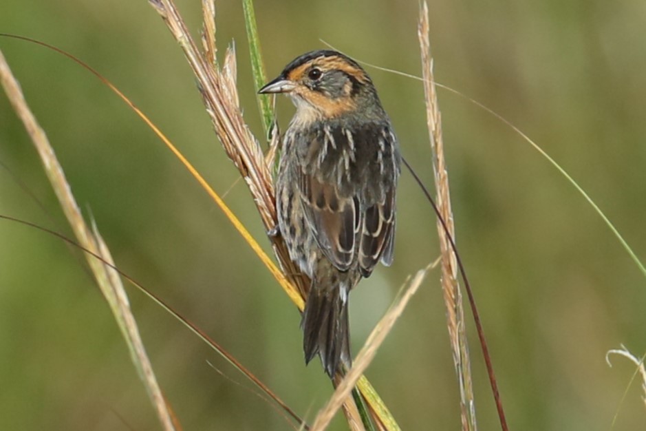 Saltmarsh Sparrow - ML624465865