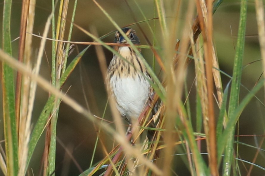 Saltmarsh Sparrow - ML624465866