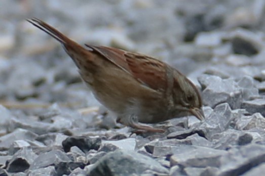 Swamp Sparrow - ML624465876