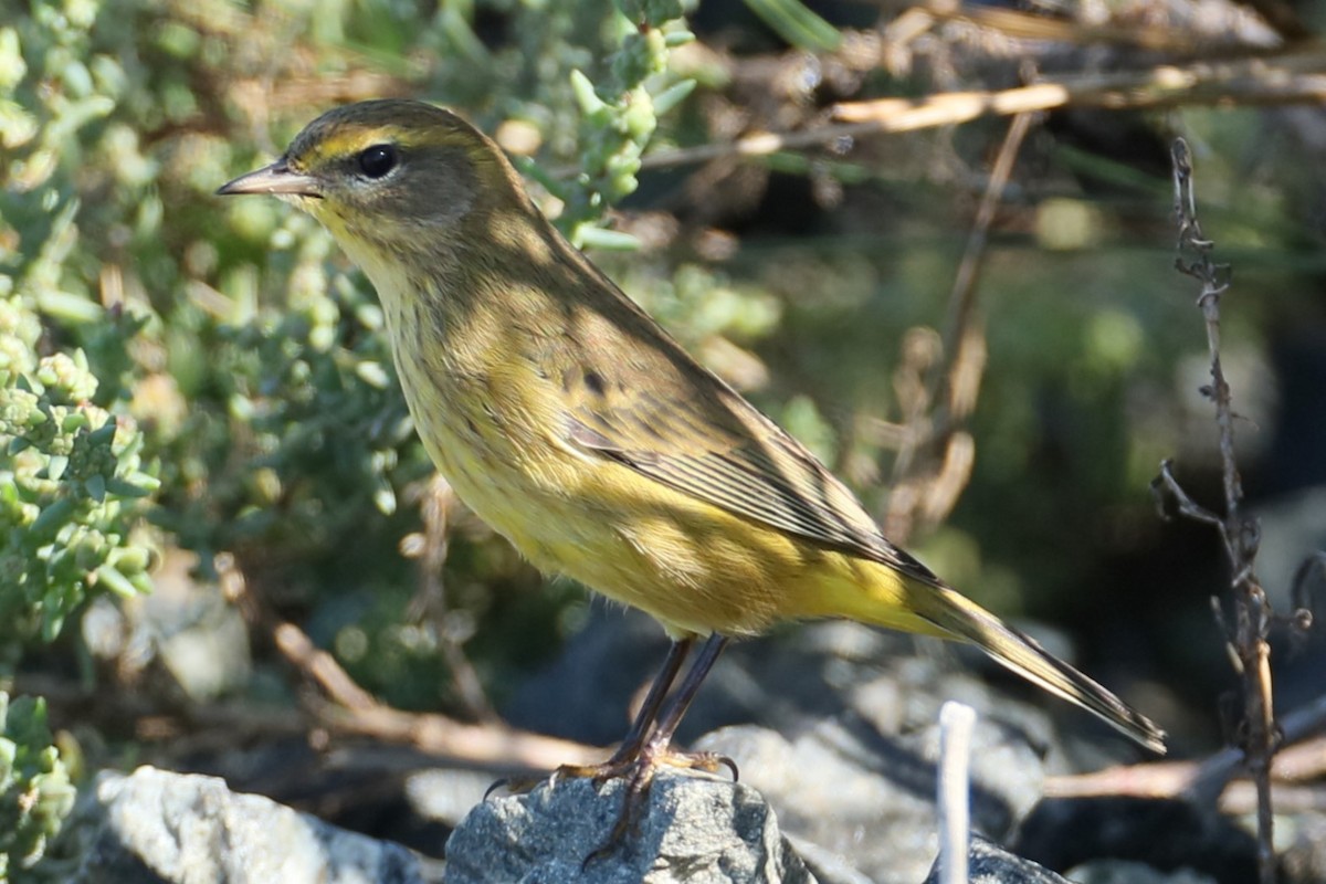 Palm Warbler - ML624465879