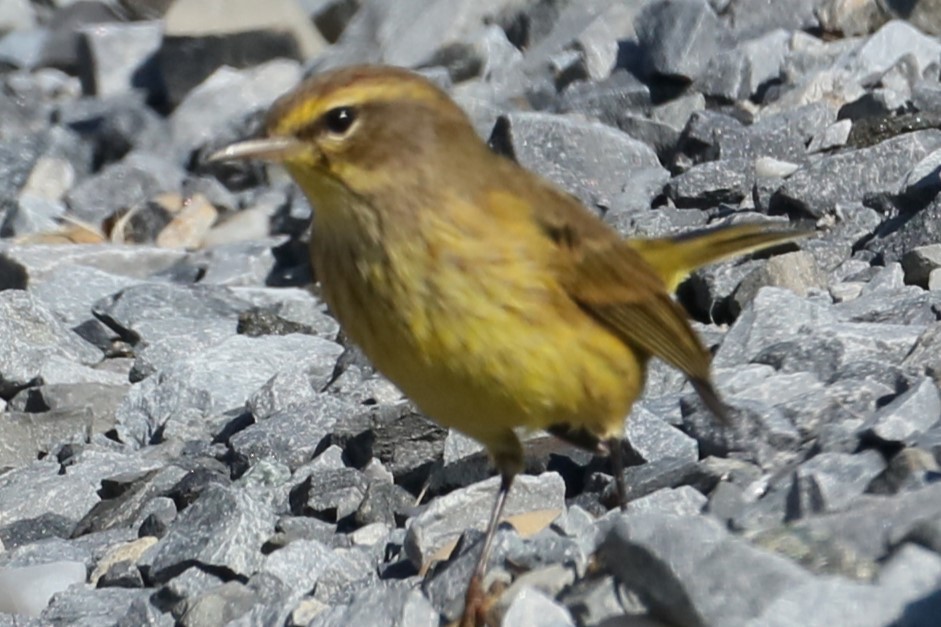 Palm Warbler - ML624465881