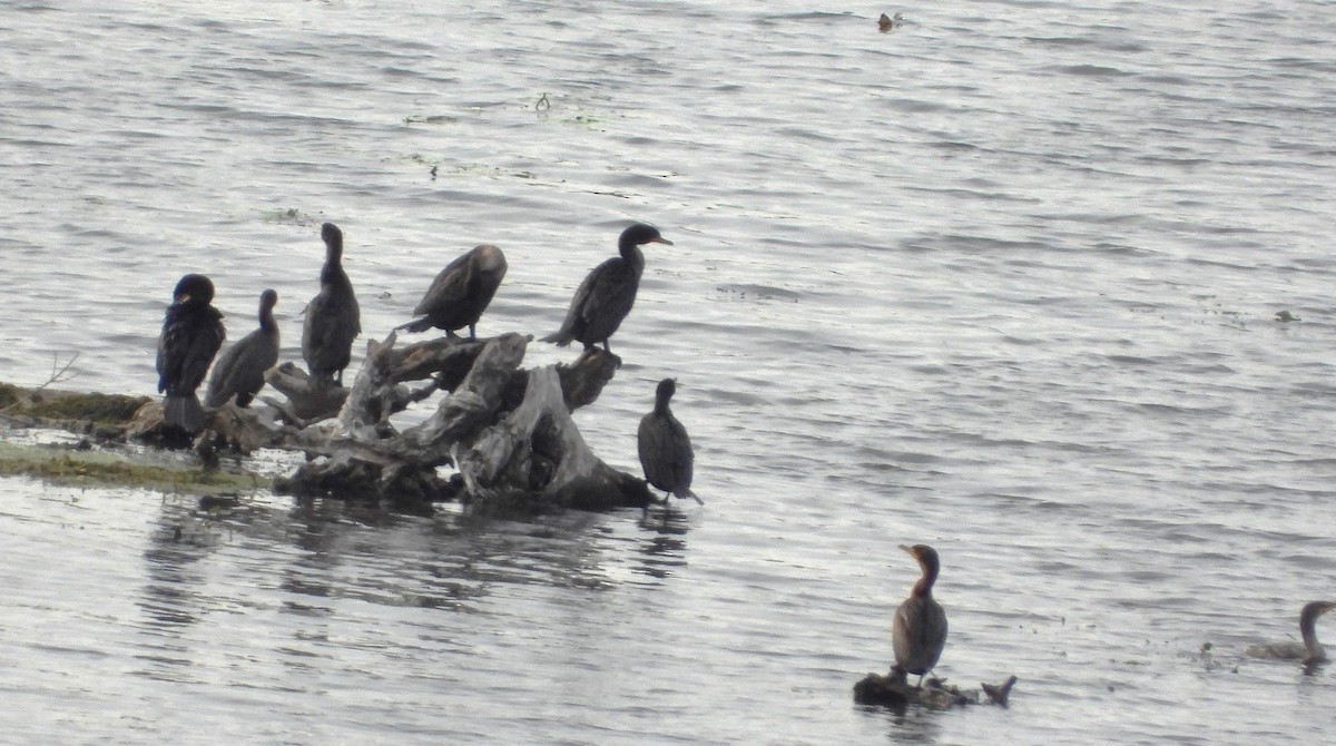 Double-crested Cormorant - ML624465929