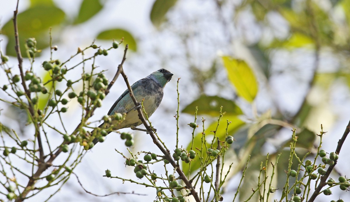 Masked Tanager - ML624465936