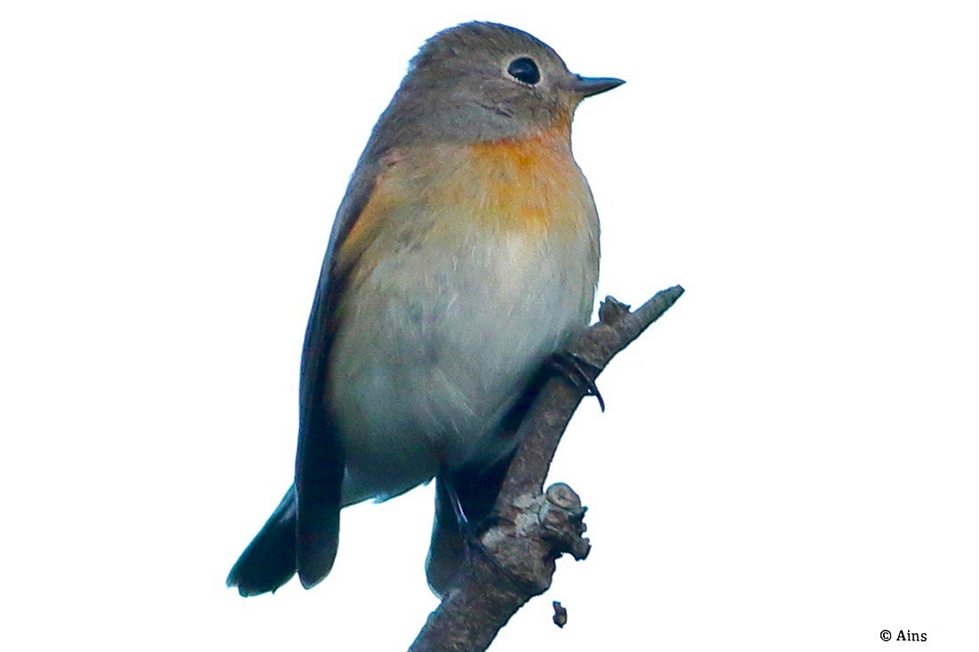 Red-breasted Flycatcher - ML624465975