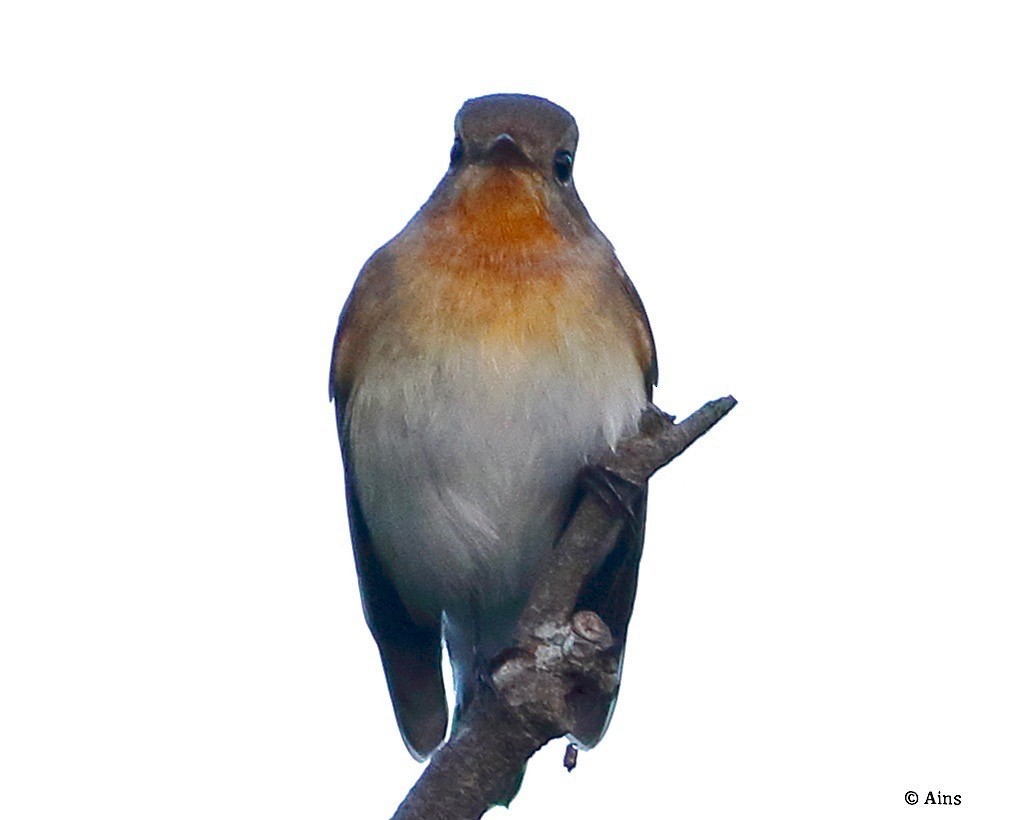 Red-breasted Flycatcher - ML624465976