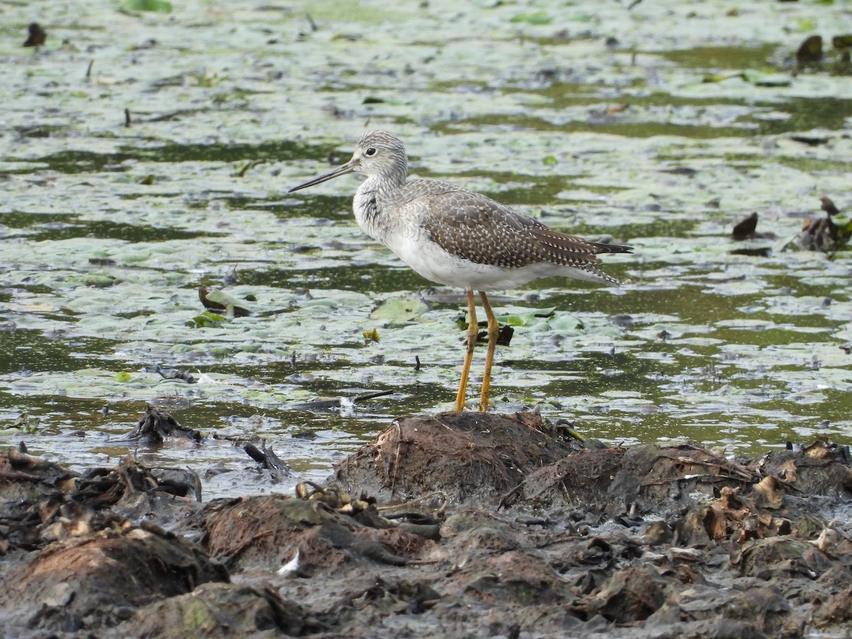 Greater Yellowlegs - ML624466077