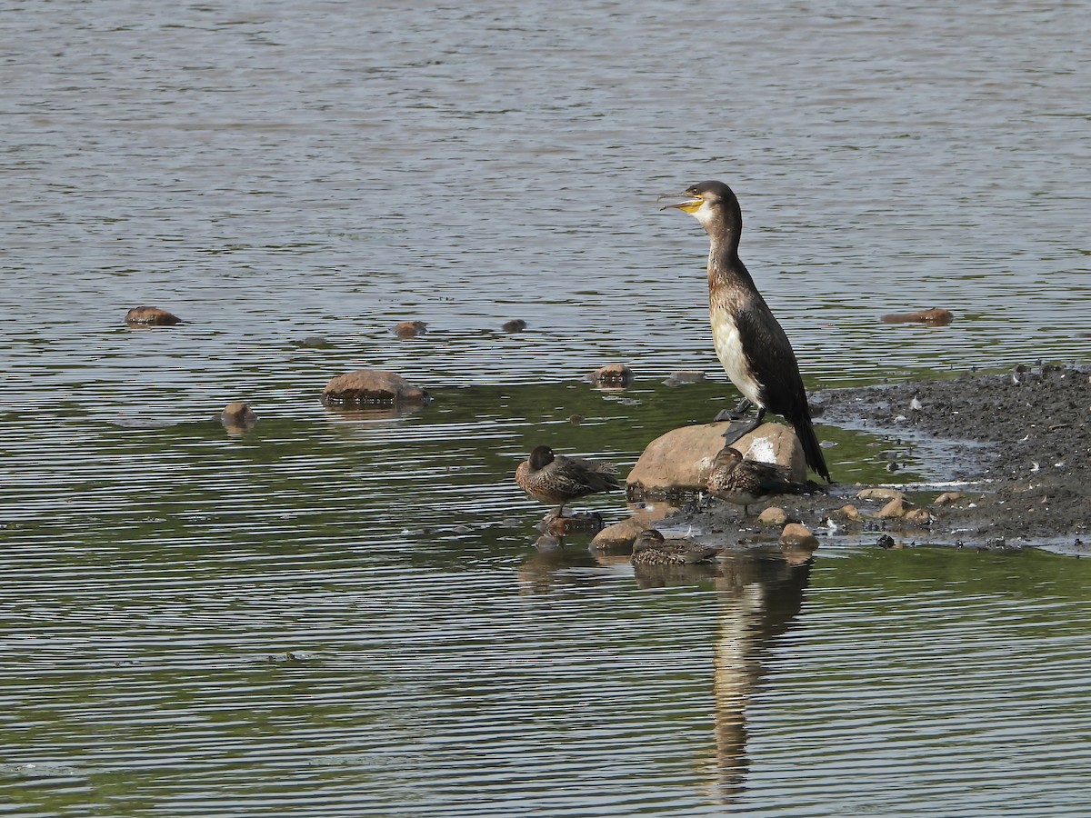 Great Cormorant - ML624466081