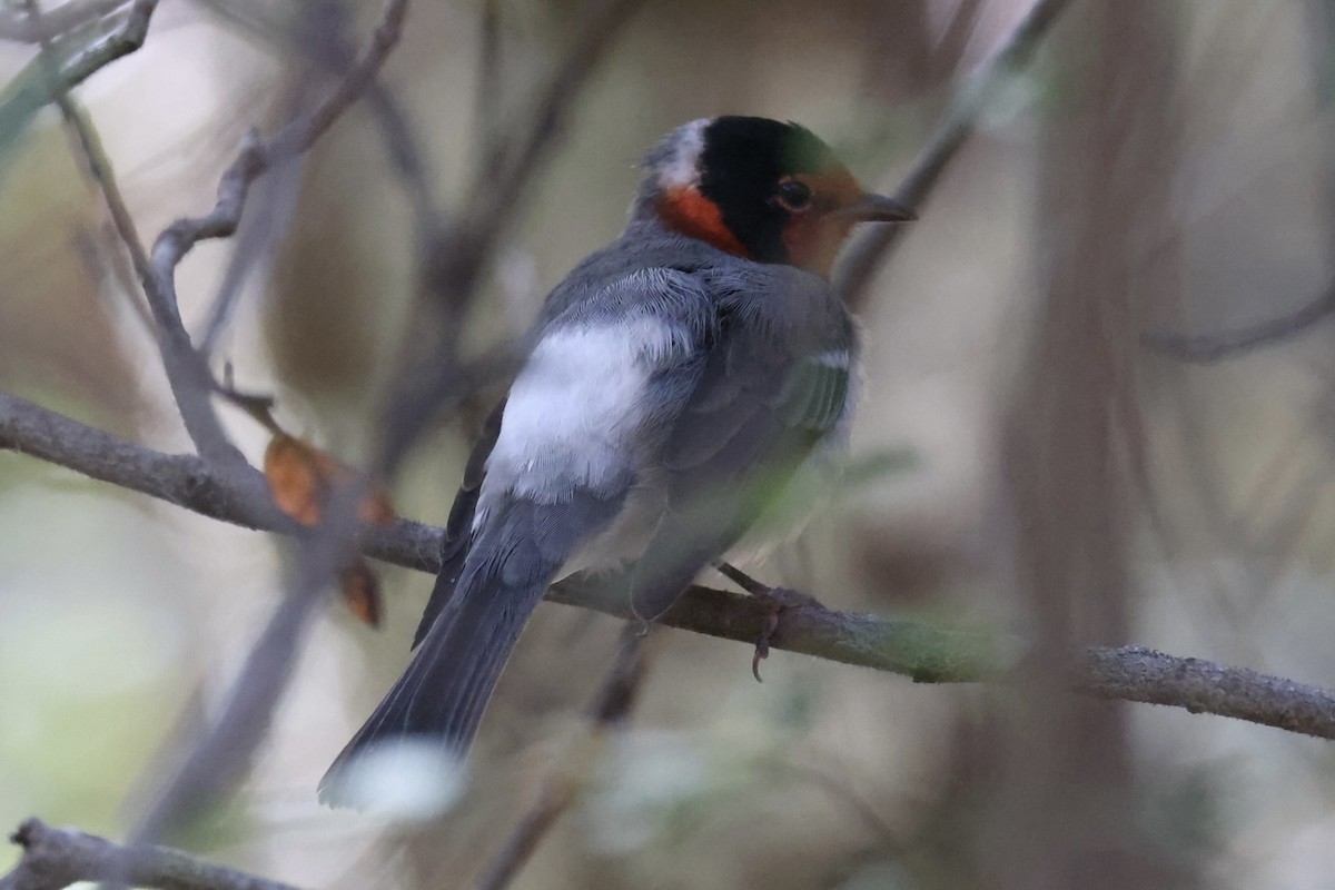 Red-faced Warbler - ML624466102