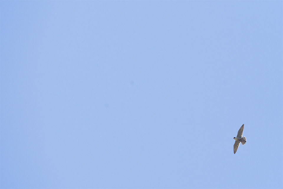 Peregrine Falcon - ML624466111