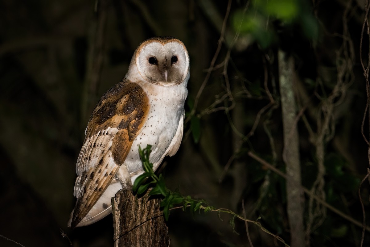 Barn Owl - ML624466122