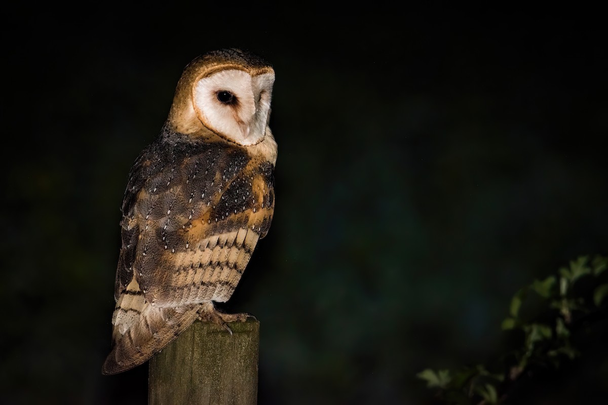 Barn Owl - ML624466142