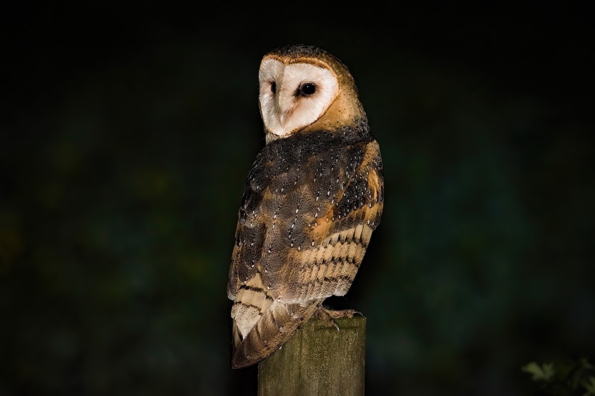 Barn Owl - ML624466143