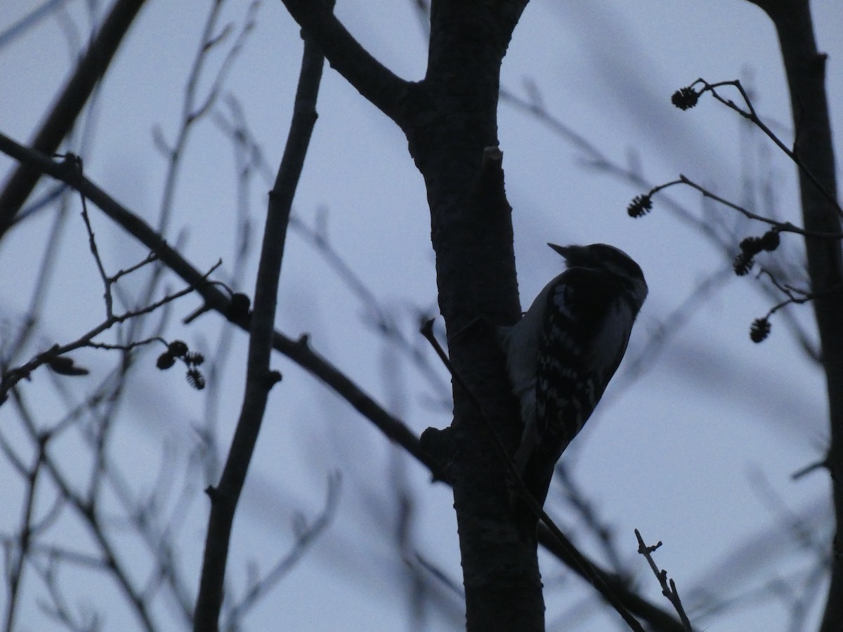 Downy Woodpecker - ML624466202