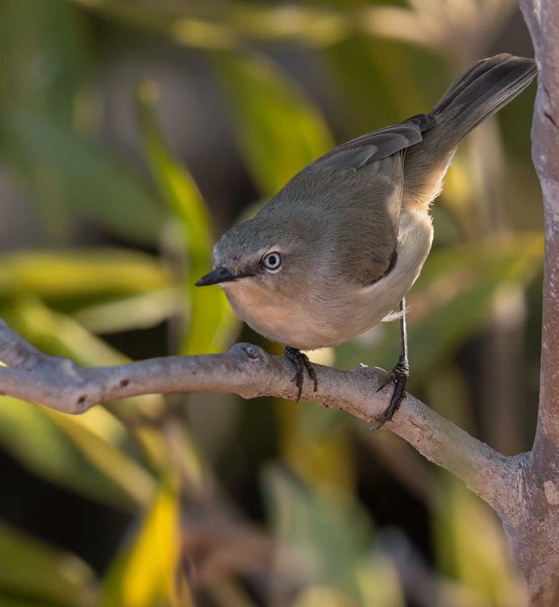 Dusky Gerygone - ML624466253