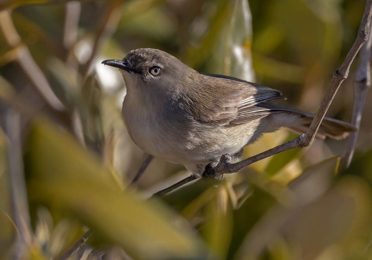 Dusky Gerygone - ML624466254