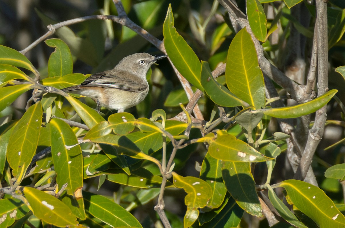 Dusky Gerygone - ML624466255