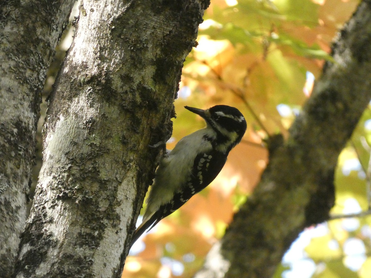 Hairy Woodpecker - ML624466257