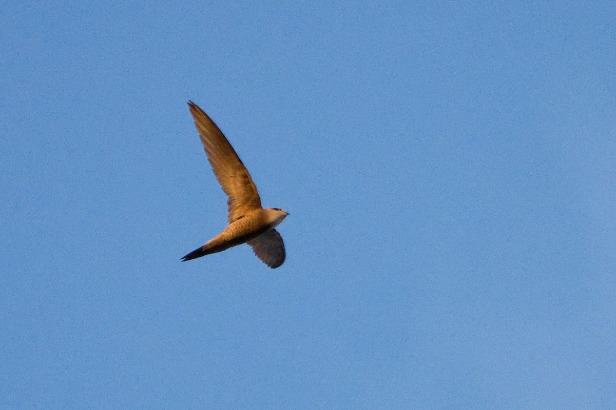 Pallid Swift - ML624466277