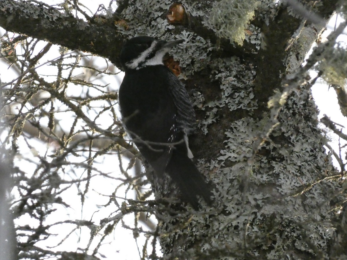 Black-backed Woodpecker - ML624466319