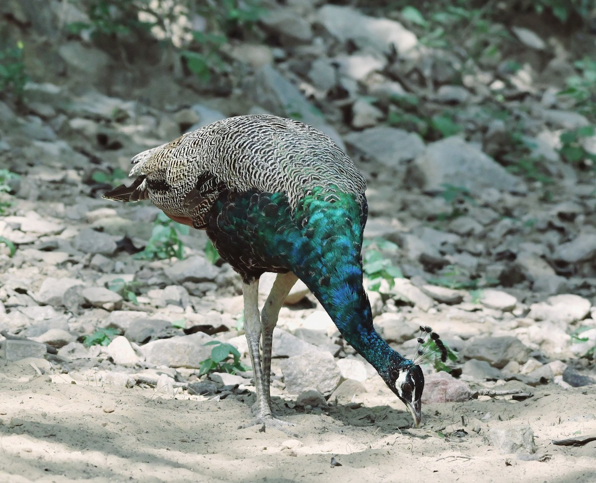 Indian Peafowl - ML624466426