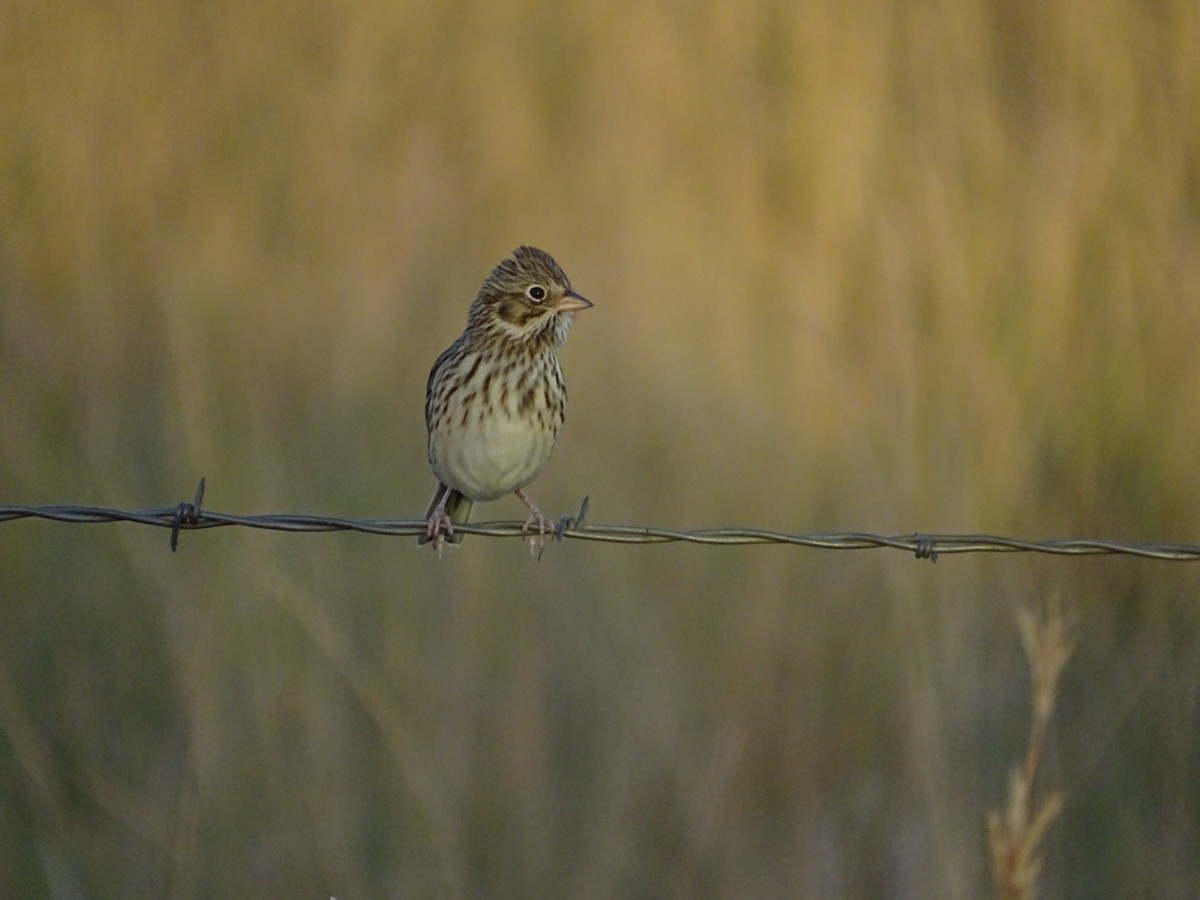 Vesper Sparrow - ML624466478