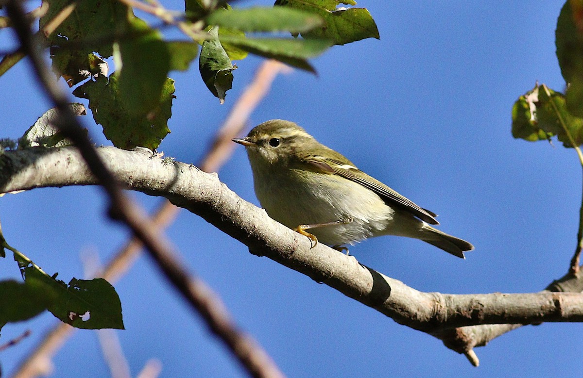 Yellow-browed Warbler - ML624466614