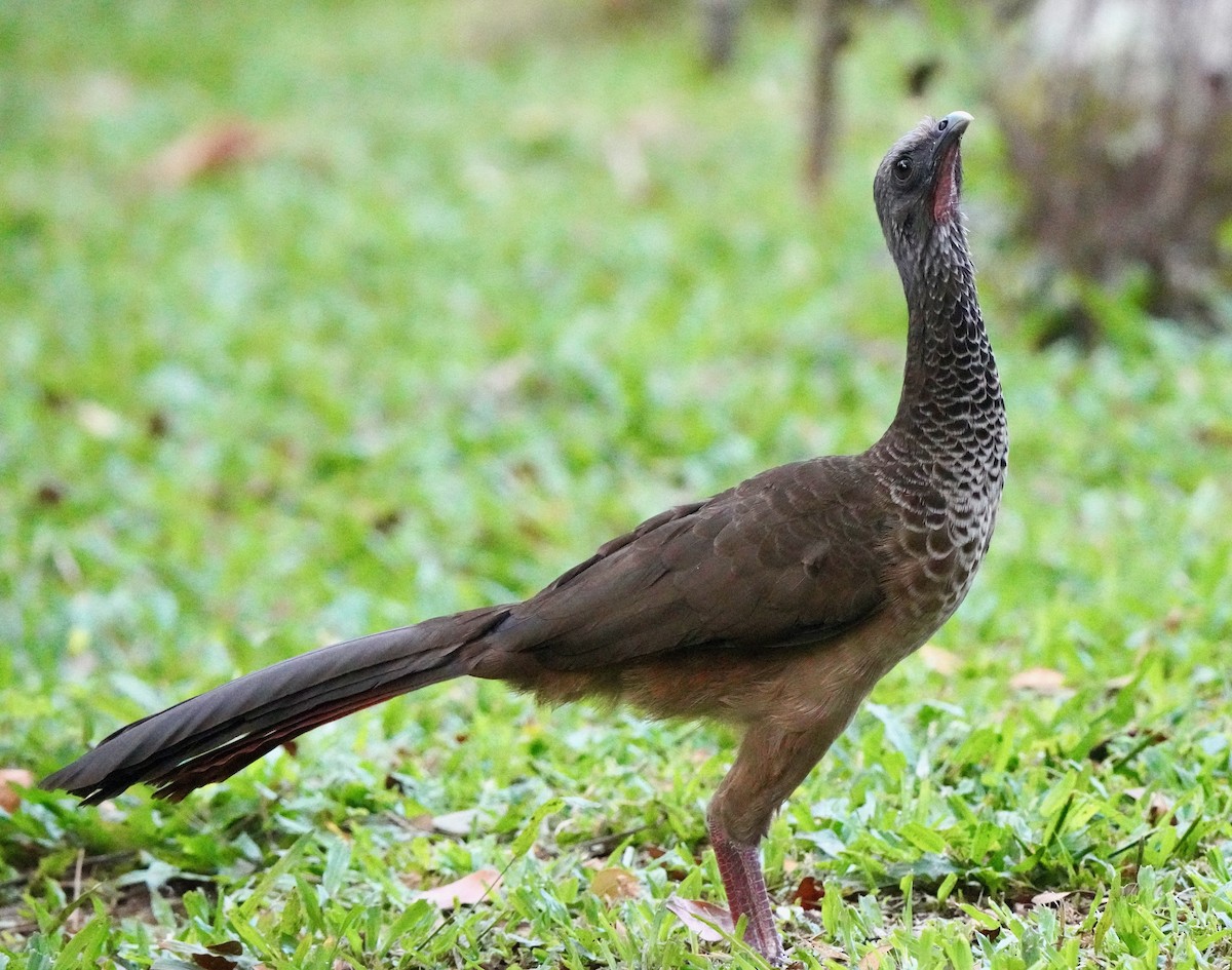 Colombian Chachalaca - ML624466615