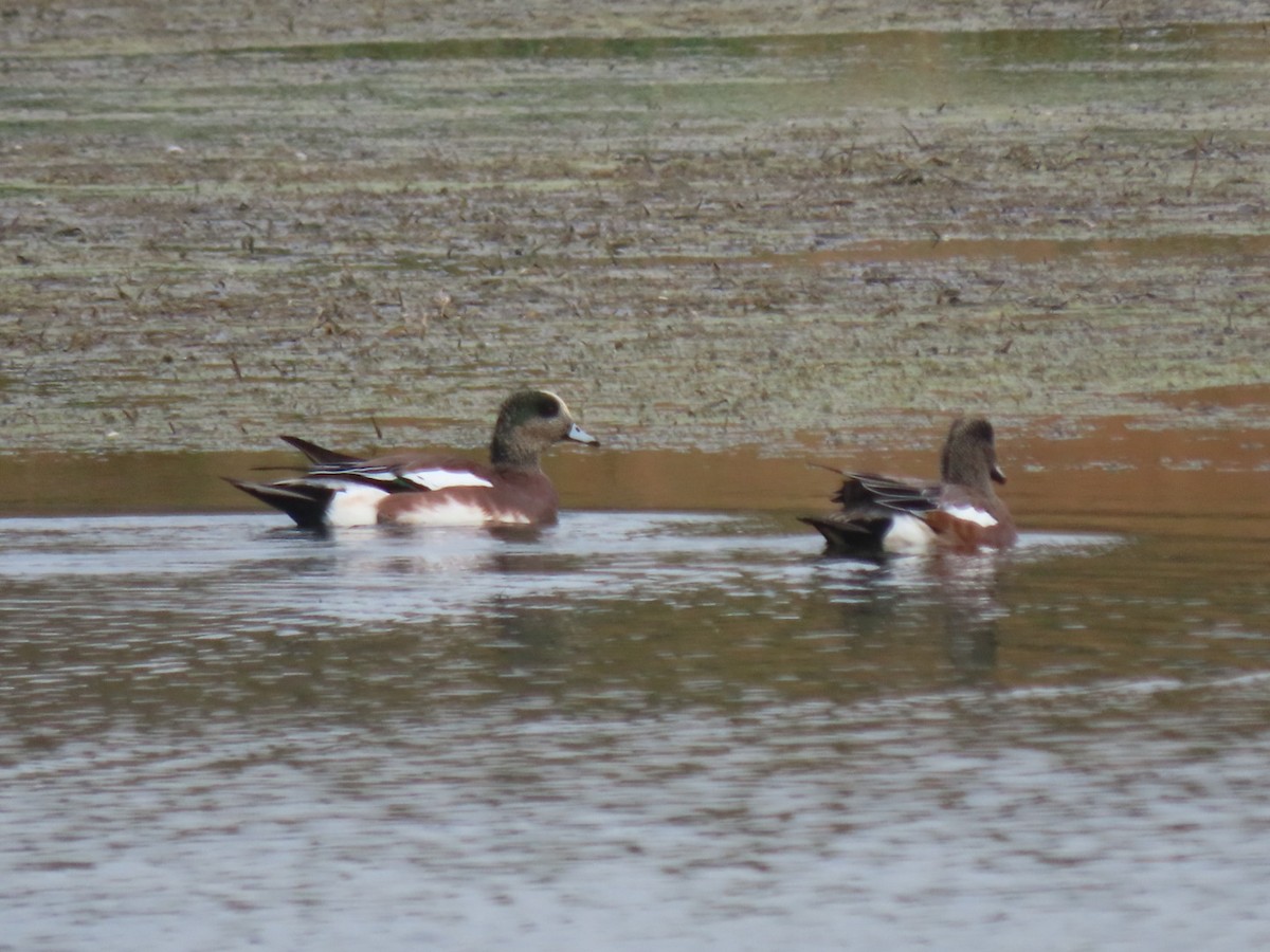 American Wigeon - ML624466700