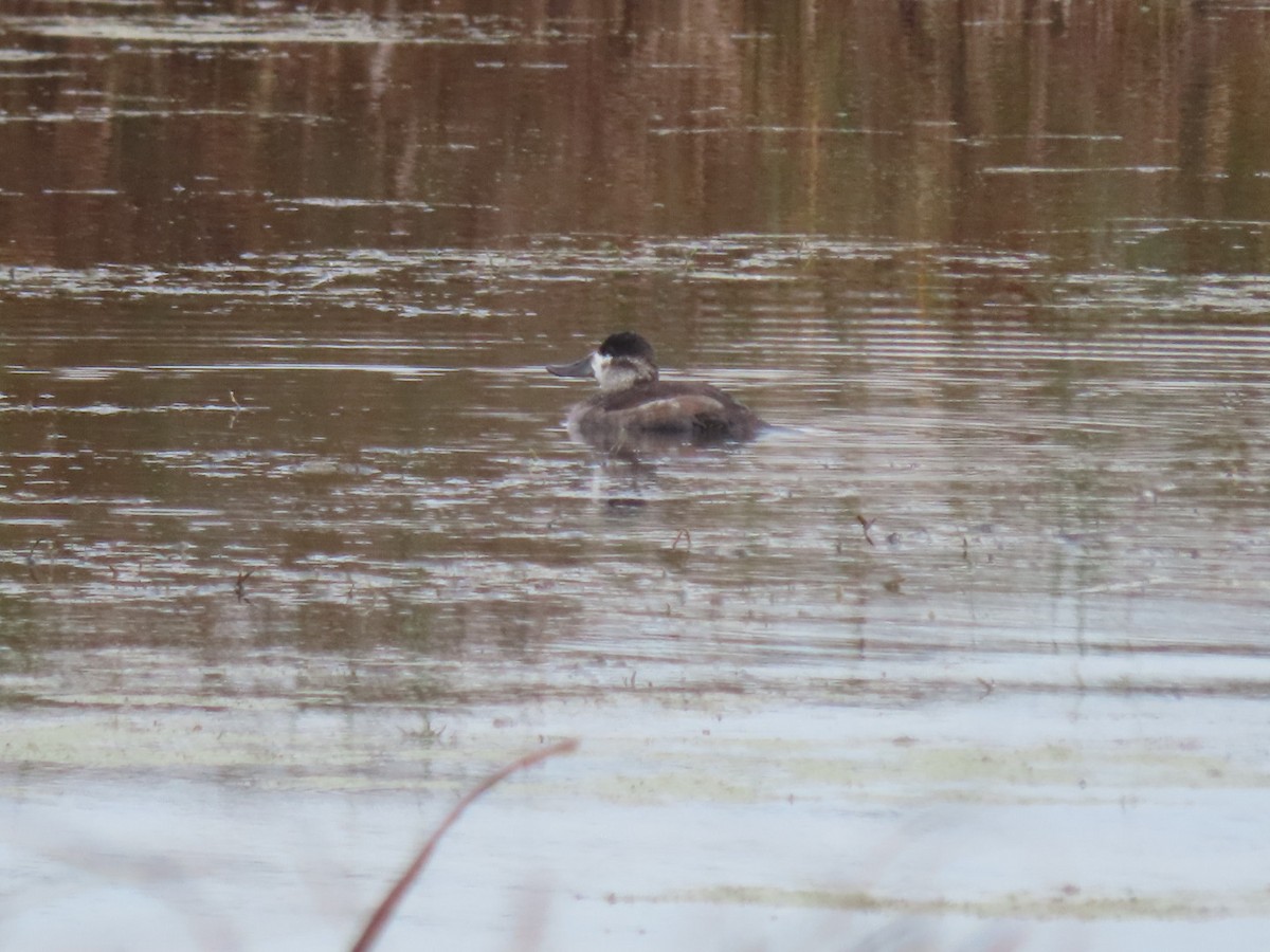 Ruddy Duck - ML624466709