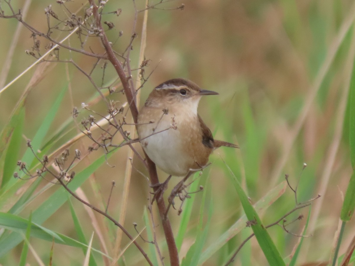 Marsh Wren - ML624466720