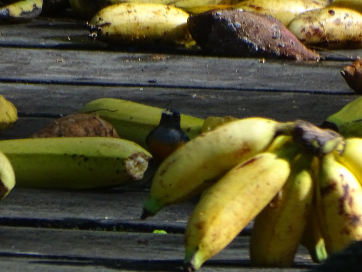 Orange-bellied Flowerpecker - ML624466797