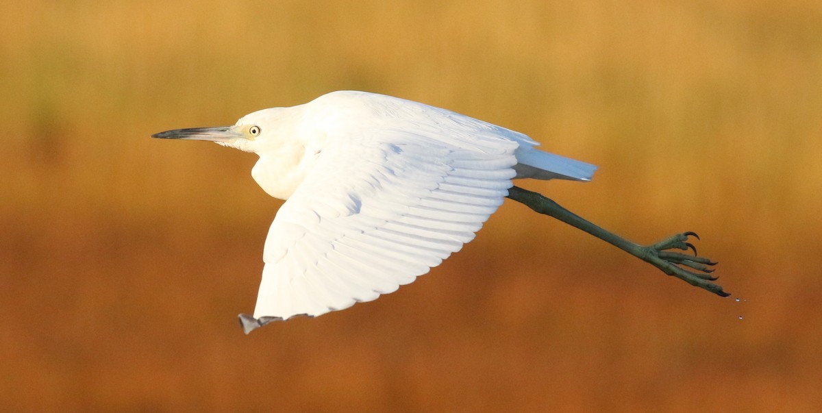 Little Blue Heron - ML624466815