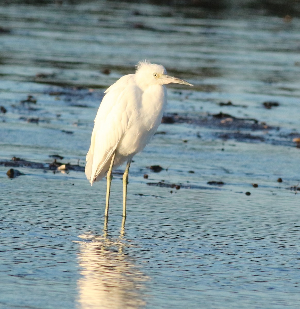 Little Blue Heron - ML624466817