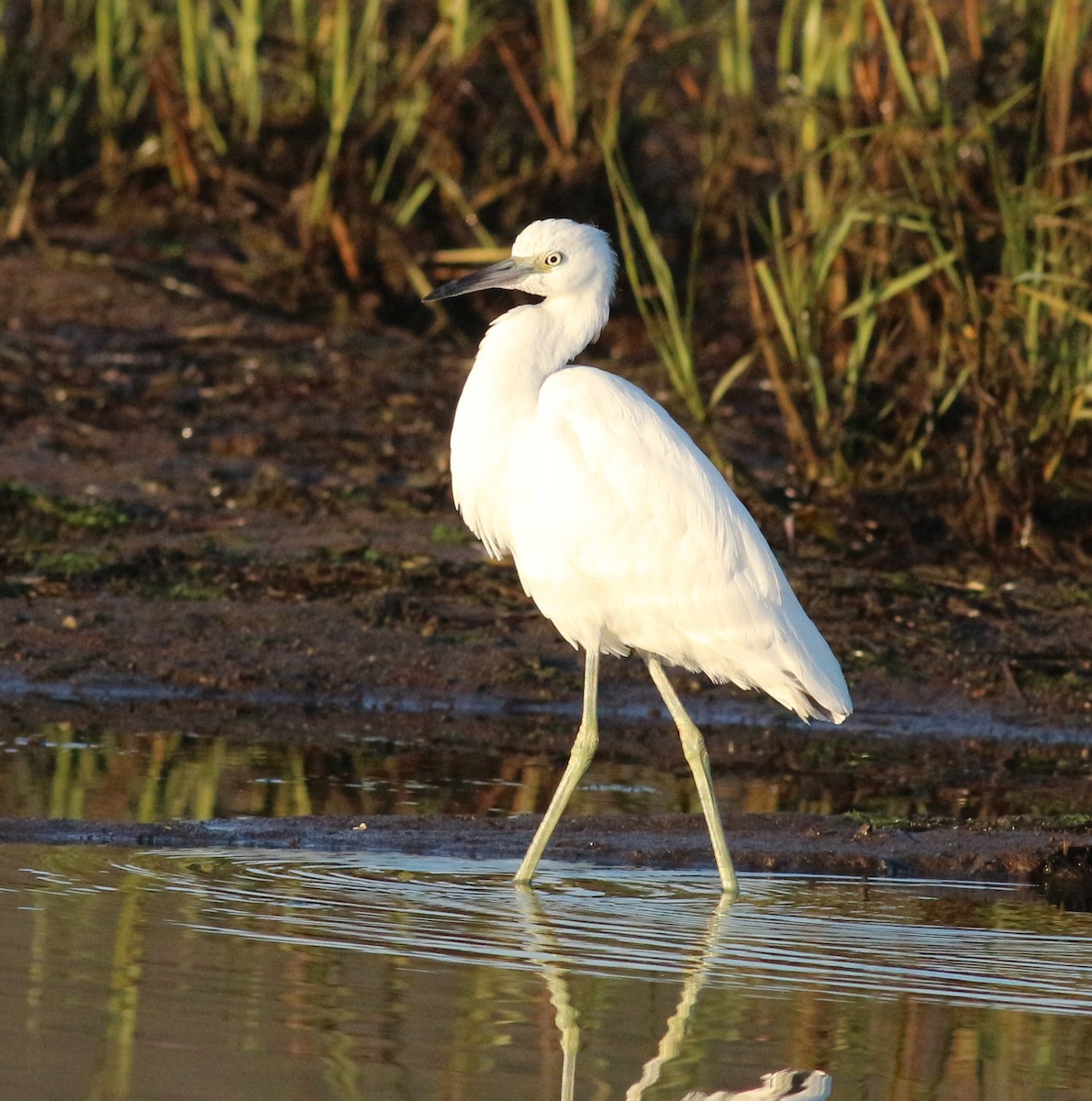 Little Blue Heron - ML624466818