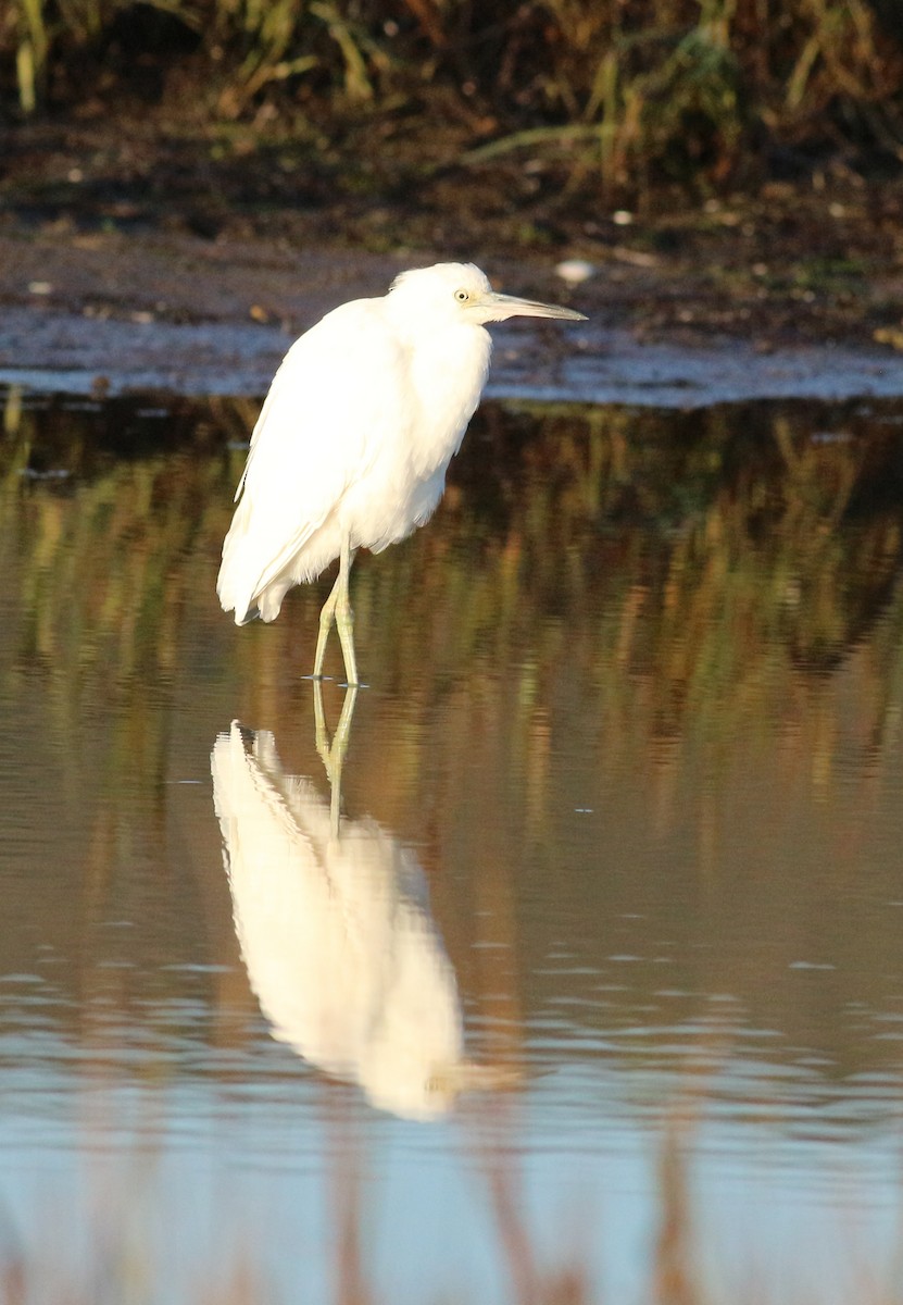 Little Blue Heron - ML624466819