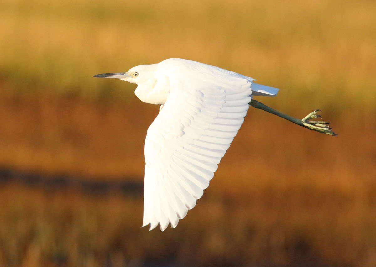 Little Blue Heron - ML624466820
