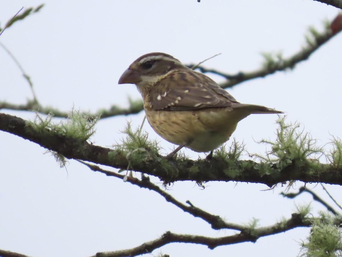 Rose-breasted Grosbeak - ML624466945