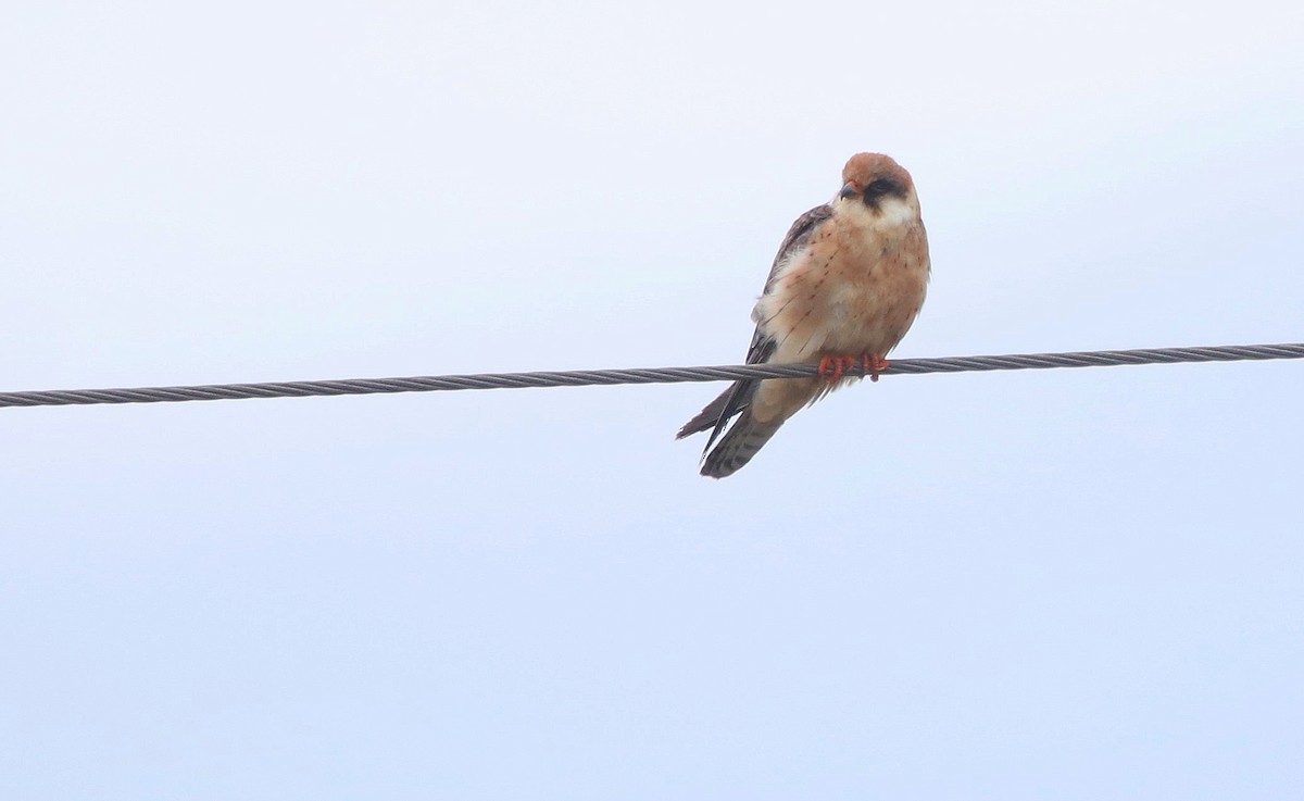 Red-footed Falcon - ML624466965