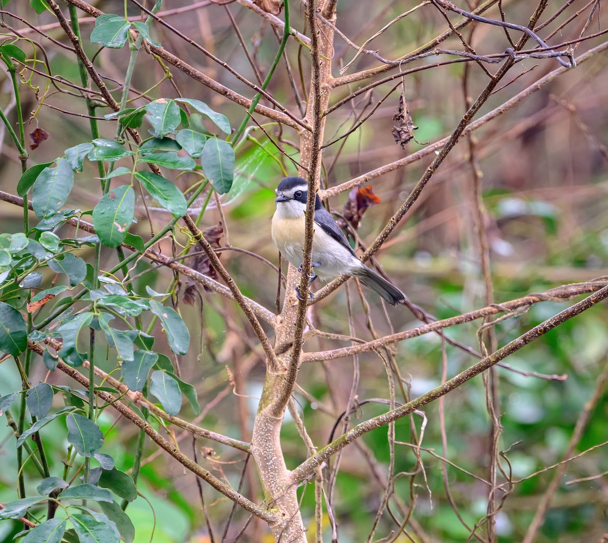 Gray-green Bushshrike - ML624467189