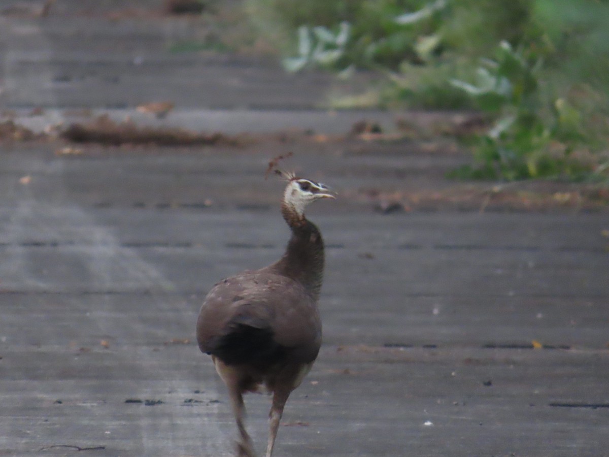 Indian Peafowl - ML624467248