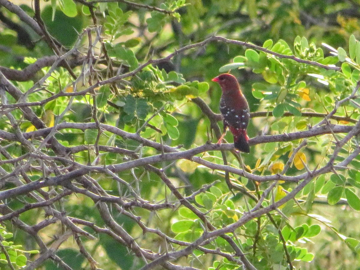 Red Avadavat - ML624467276