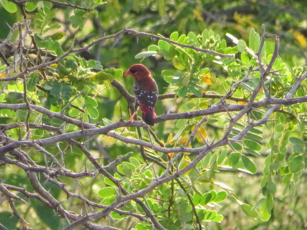 Bengali rouge - ML624467277