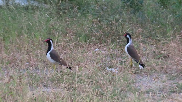 Red-wattled Lapwing - ML624467401