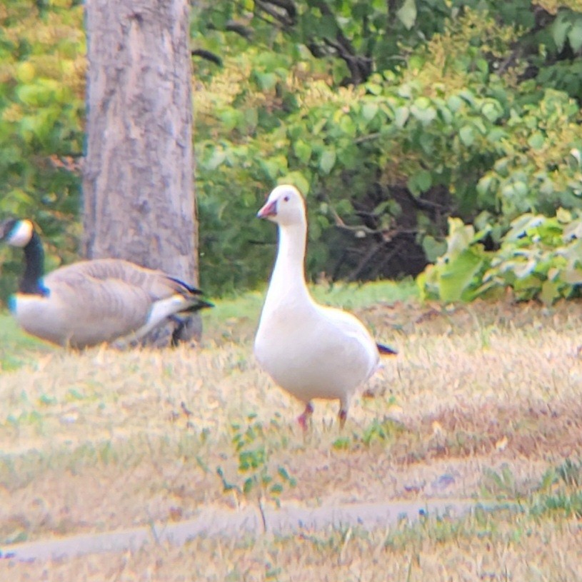 Ross's Goose - ML624467462