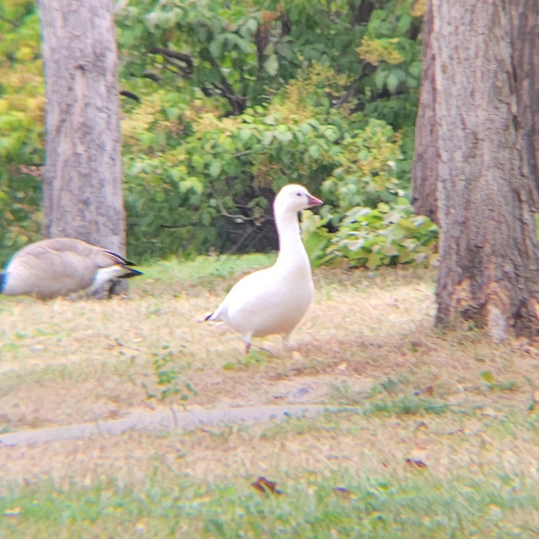 Ross's Goose - ML624467465
