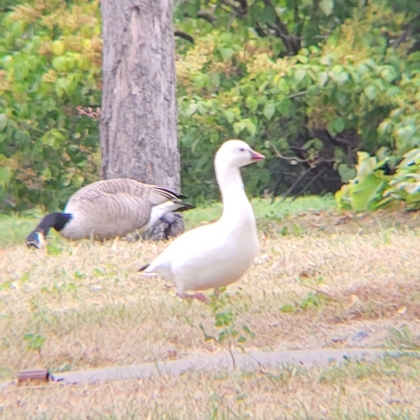 Ross's Goose - ML624467470