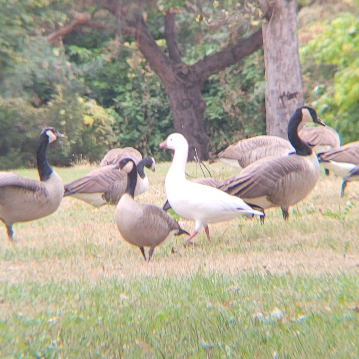 Ross's Goose - ML624467475