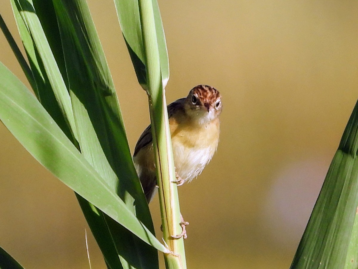 Zitting Cisticola - ML624467476