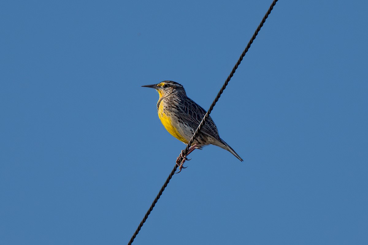 Western Meadowlark - ML624467548