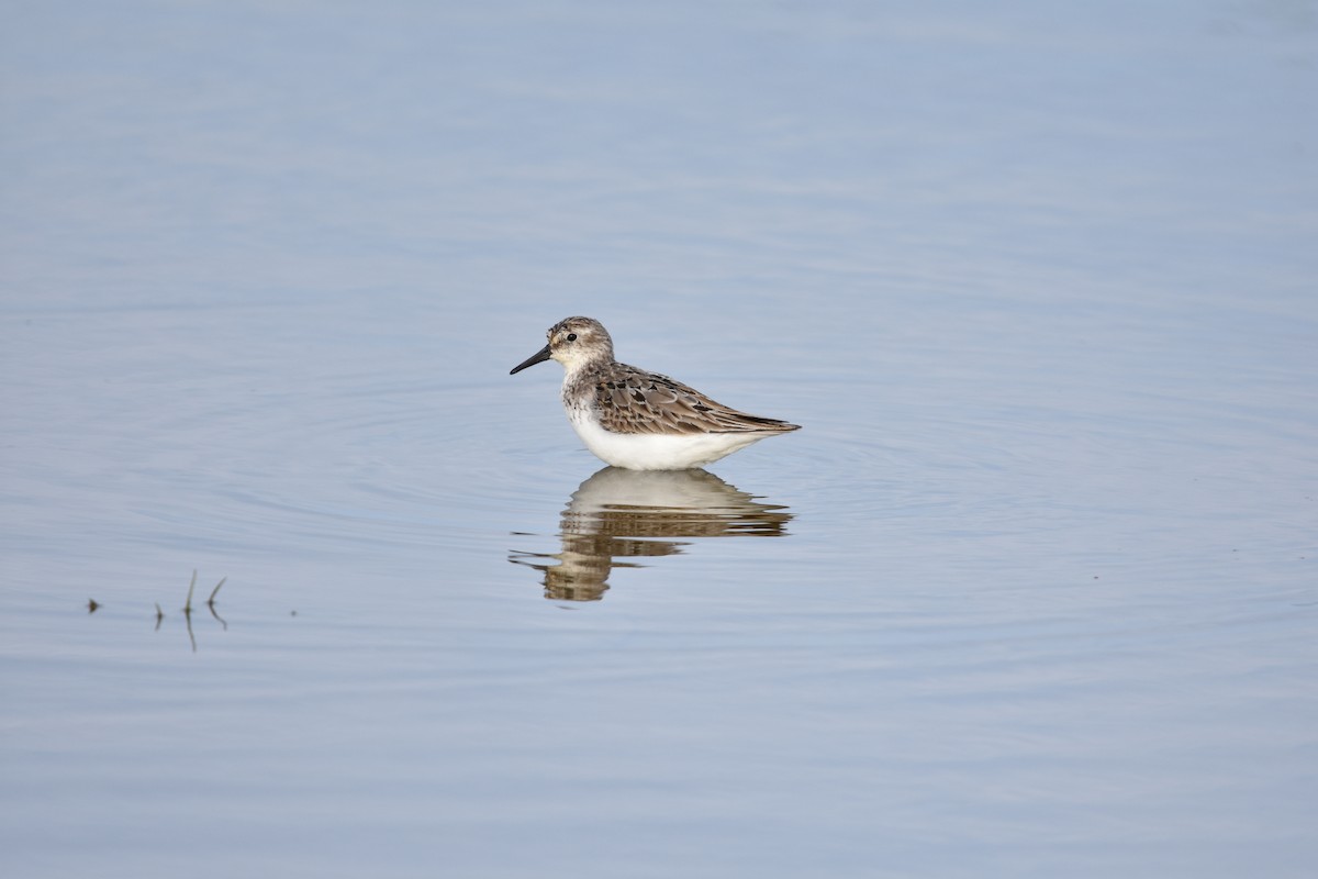 sandsnipe - ML624467802